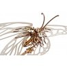 Butterfly - mechanický model pro skládání - dýha - 161 prvků - - zdjęcie 5